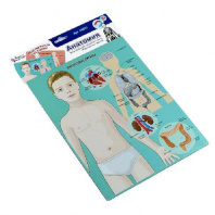 Игра магнитная развивающая. Магнитные истории "Анатомия"  от интернет-магазина Континент игрушек